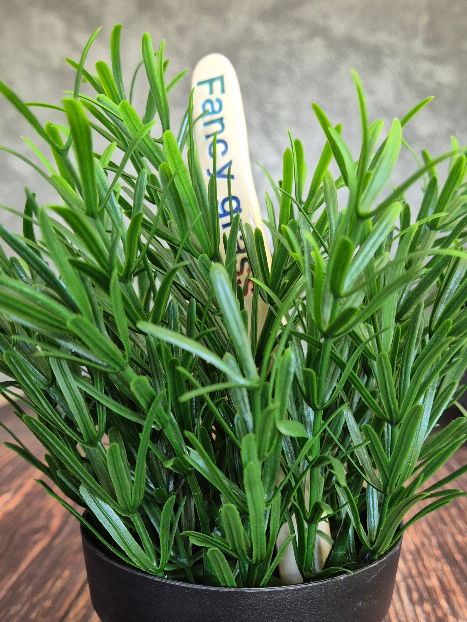 Potted plant with a visible name tag on a wooden surface